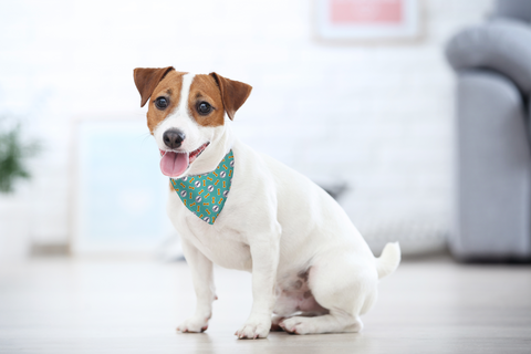 Cooper Sharp Pet Bandana Collar - No Bones About It