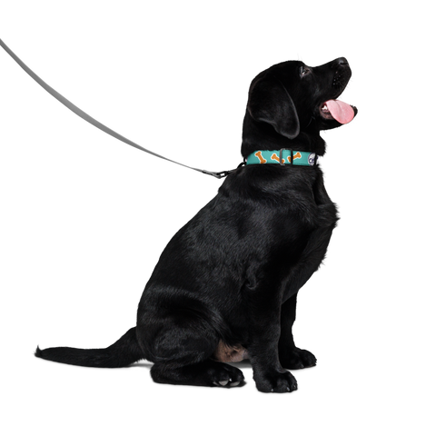 Cooper Sharp Pet Collar - No Bones About It